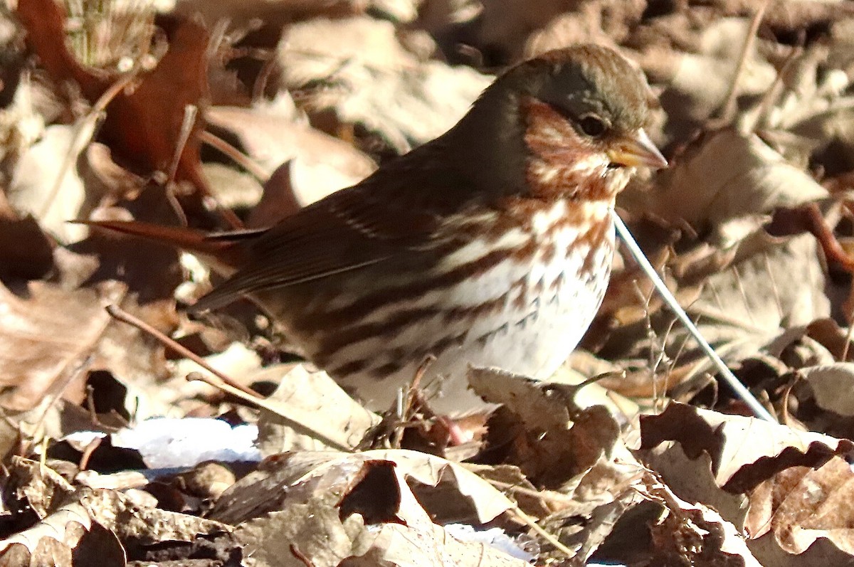 Fox Sparrow (Red) - ML613652814