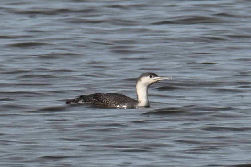 Red-throated Loon - Ray Trent