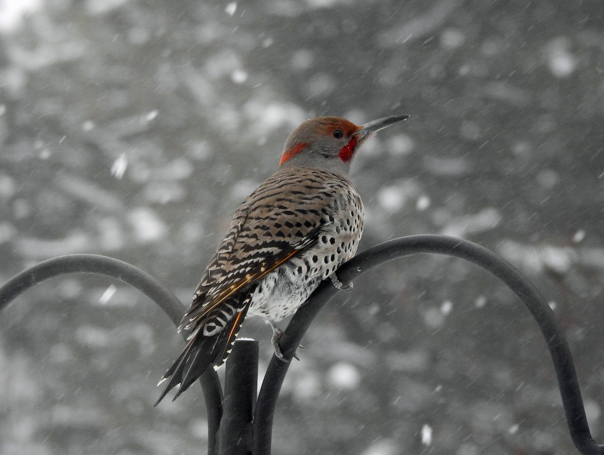 Northern Flicker (Yellow-shafted x Red-shafted) - ML613652943
