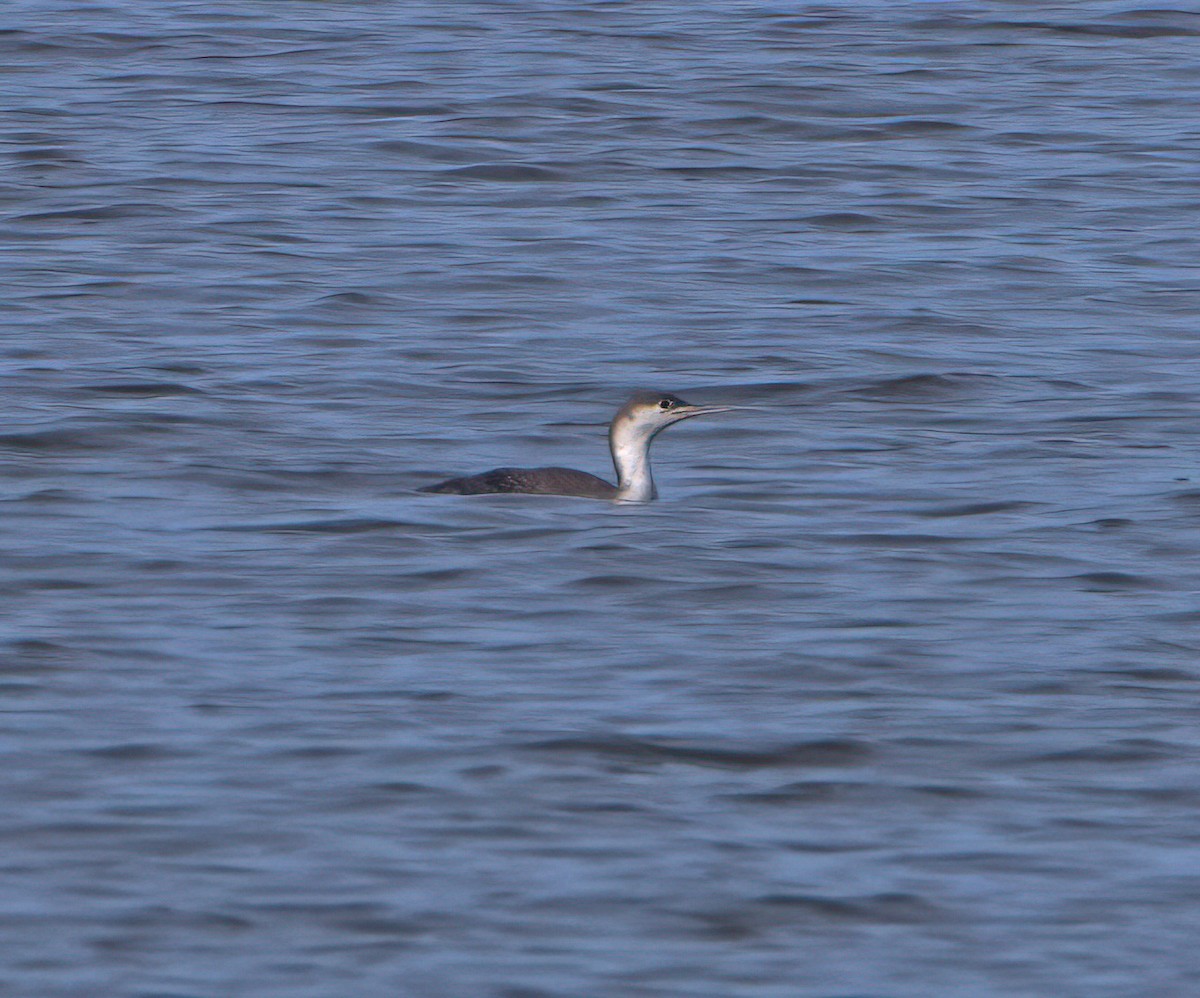 Red-throated Loon - ML613653049