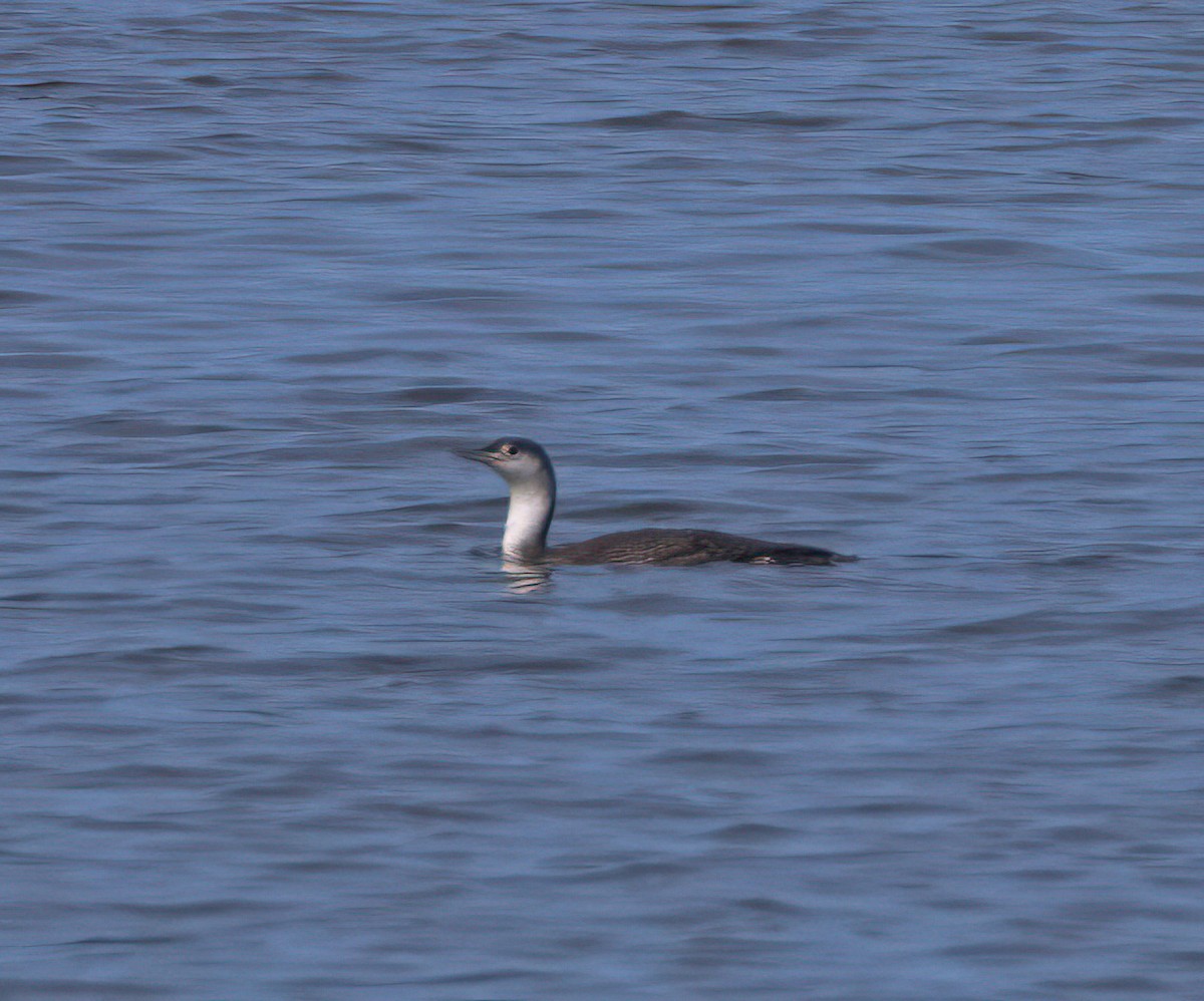 Red-throated Loon - ML613653050