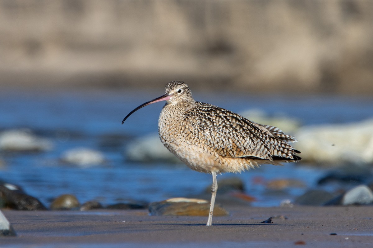 Long-billed Curlew - ML613653064