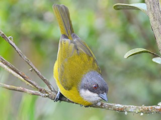Adult (Ashy-throated) - Henry Cook - ML613653079