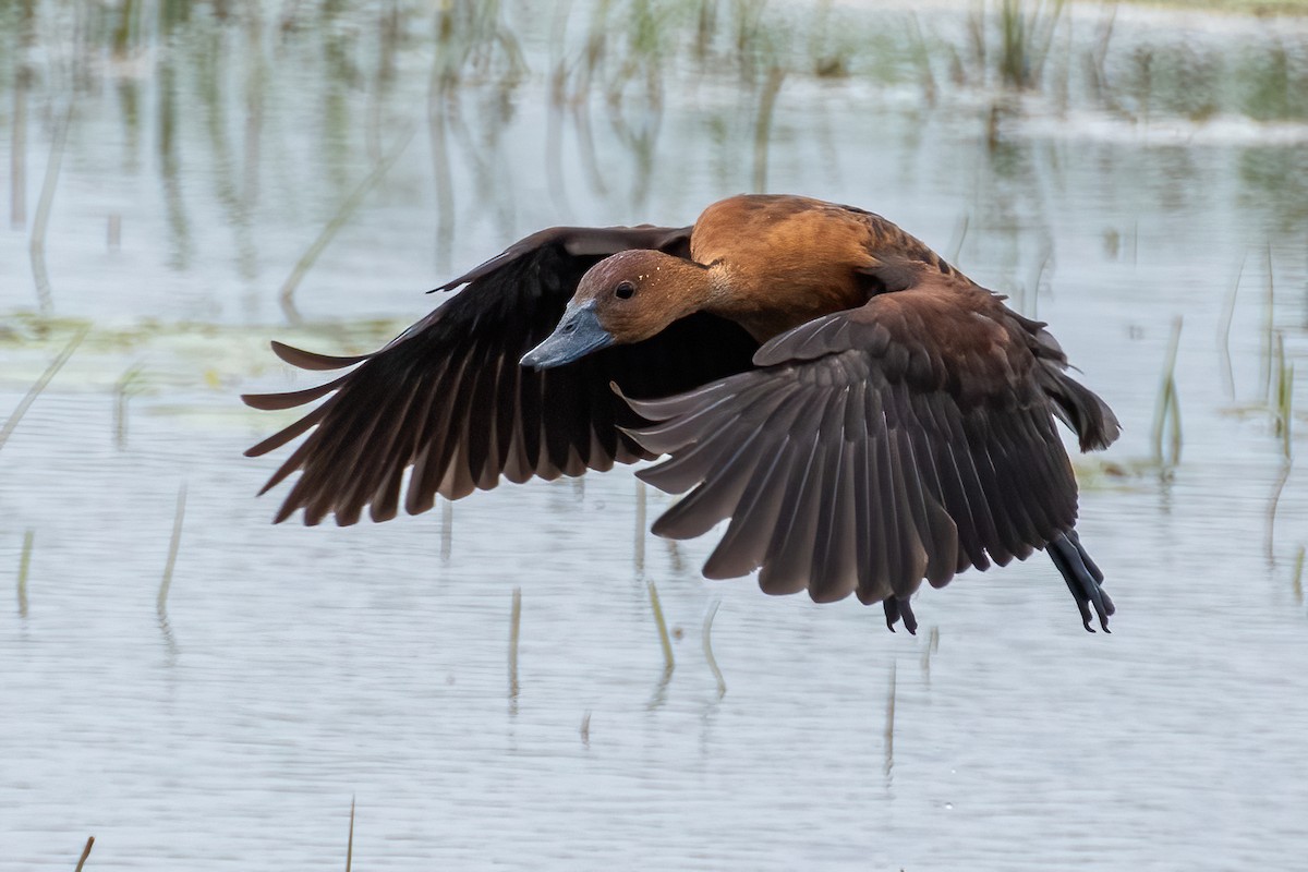 Fulvous Whistling-Duck - ML613653116
