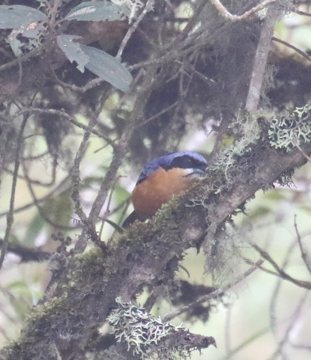 Chestnut-bellied Mountain Tanager - ML613653482