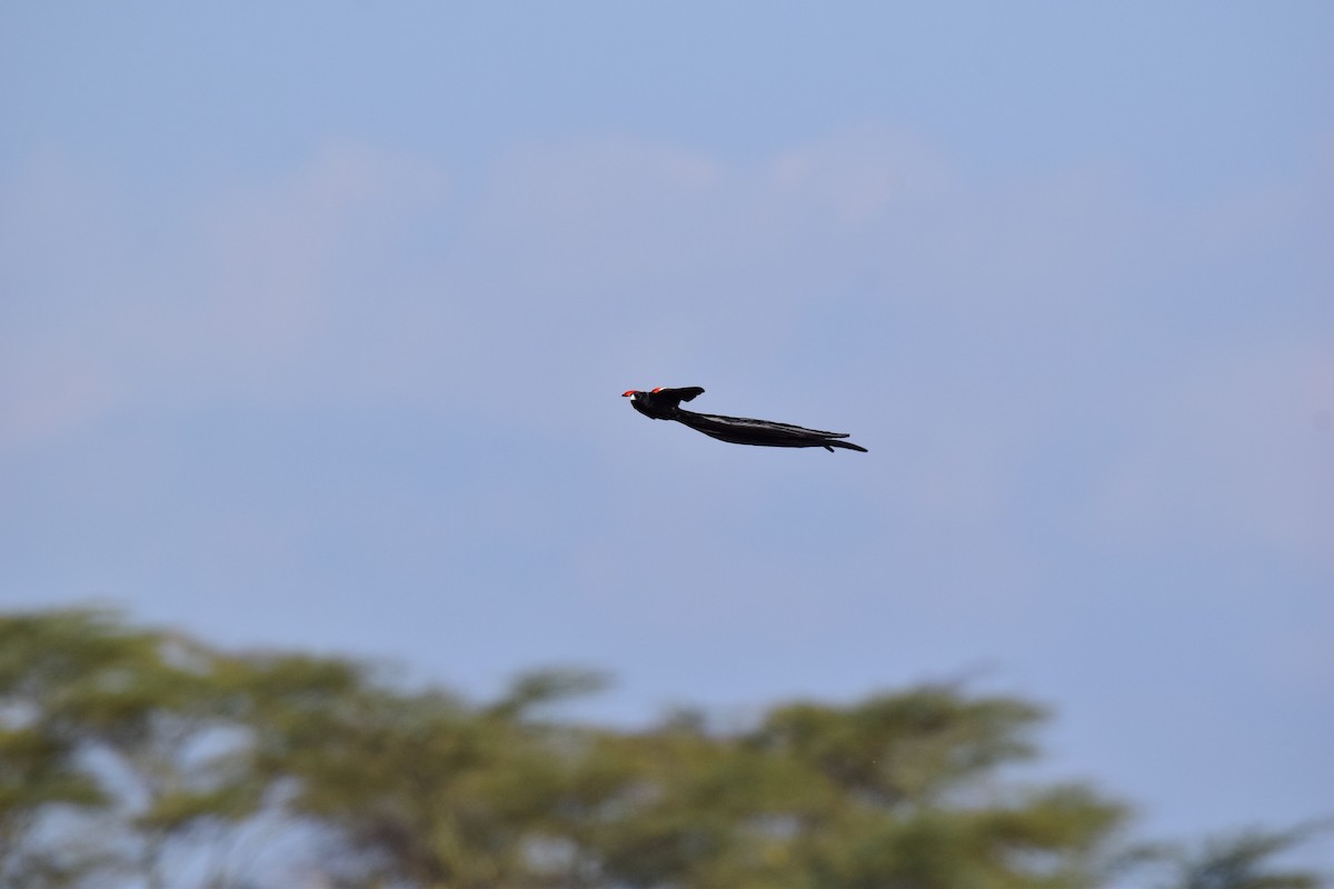 Long-tailed Widowbird - ML613653594