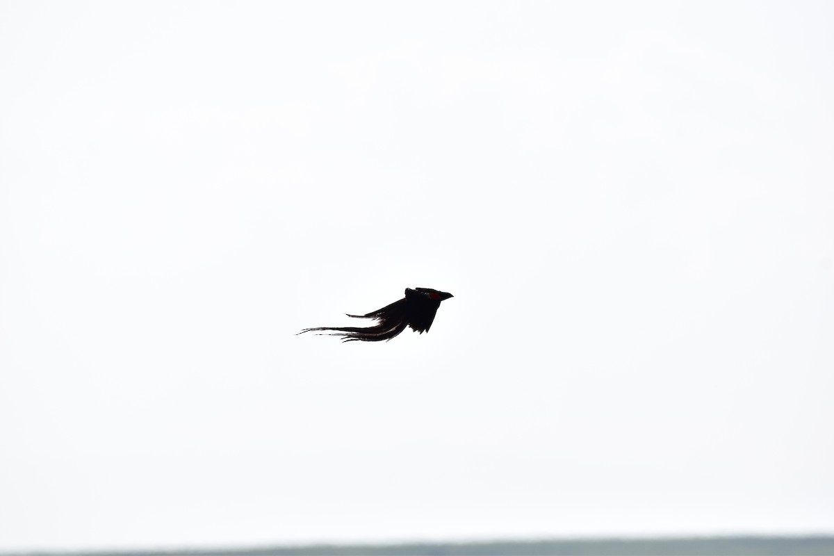 Long-tailed Widowbird - ML613653595