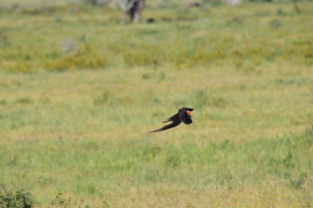 Long-tailed Widowbird - ML613653596