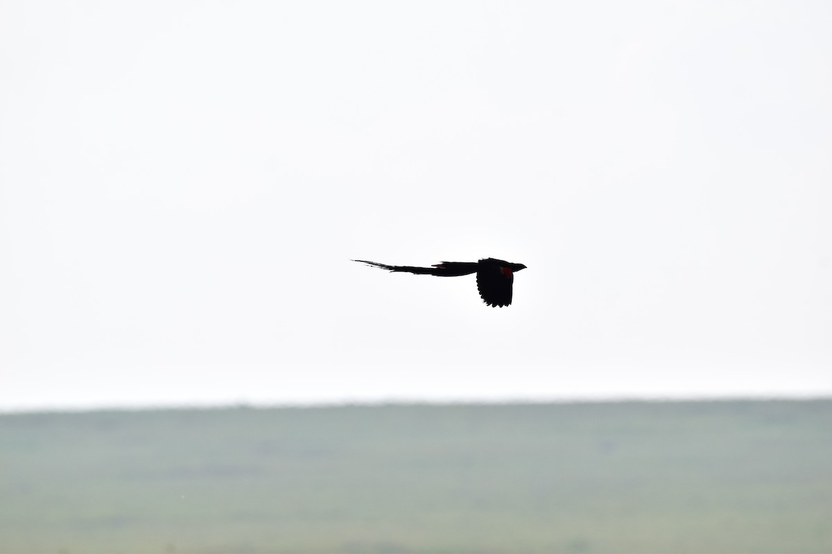 Long-tailed Widowbird - ML613653597