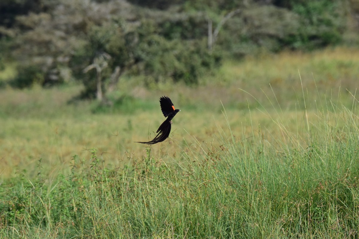 Long-tailed Widowbird - ML613653598