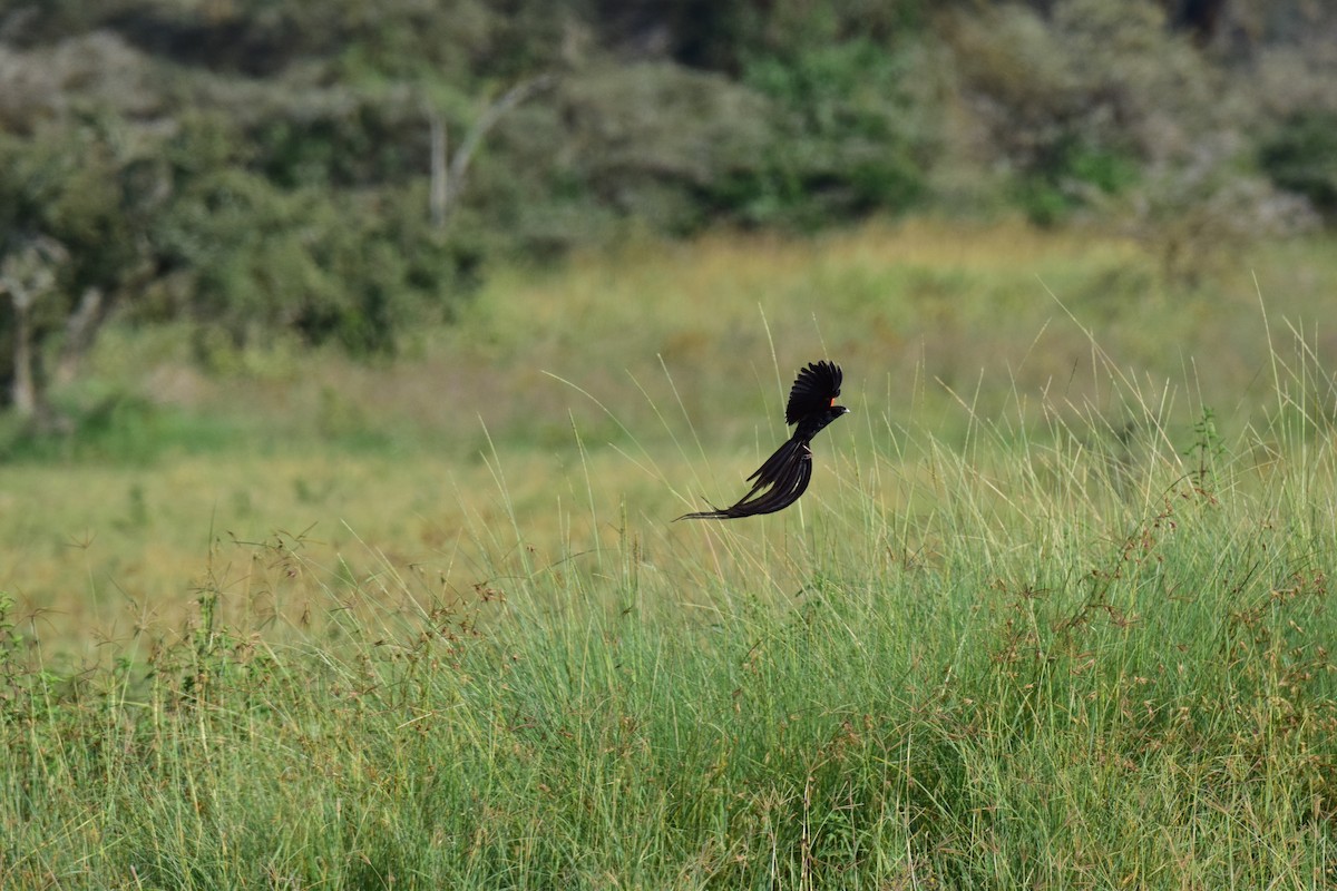 Long-tailed Widowbird - ML613653601