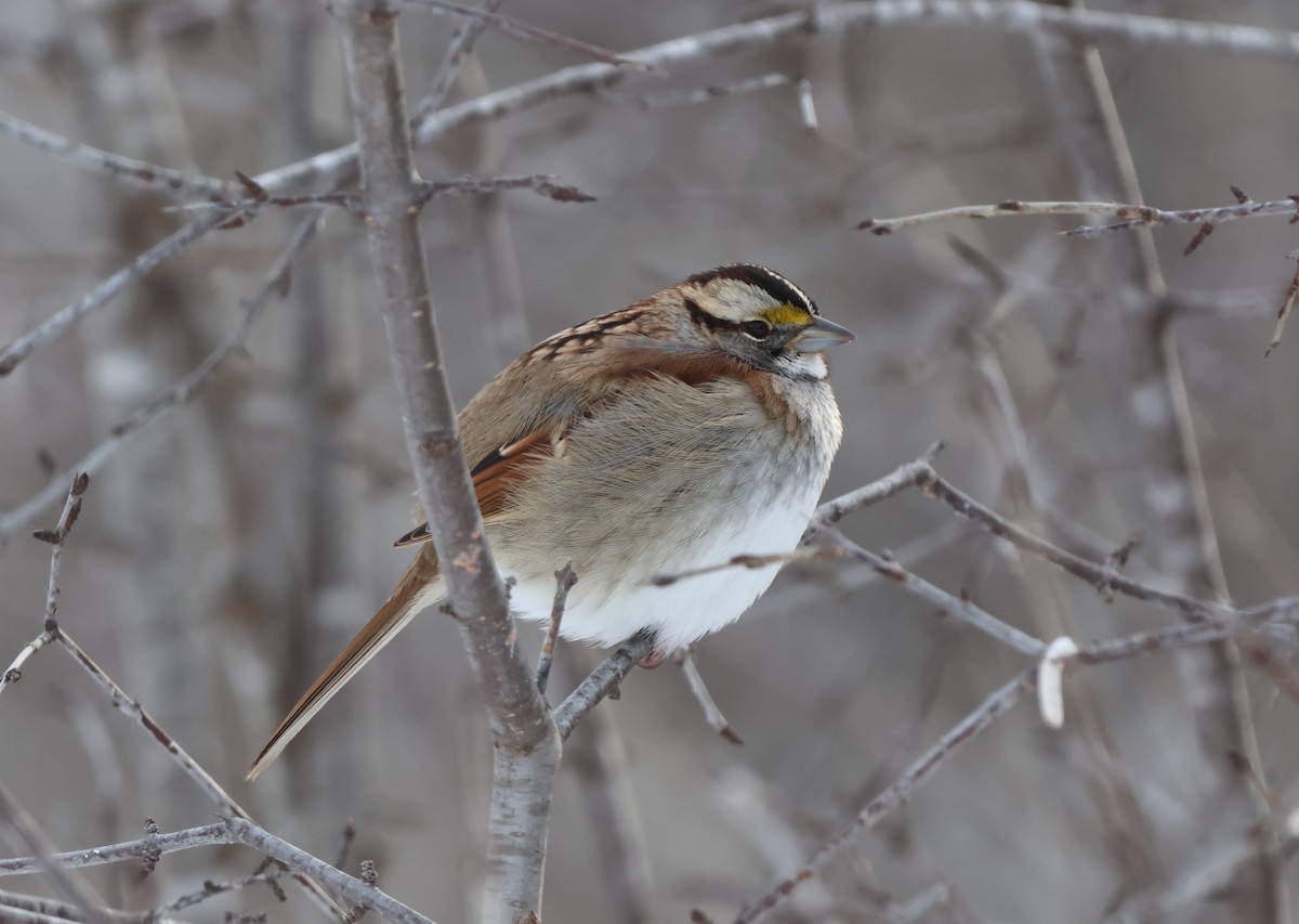 White-throated Sparrow - Chris Van Norman