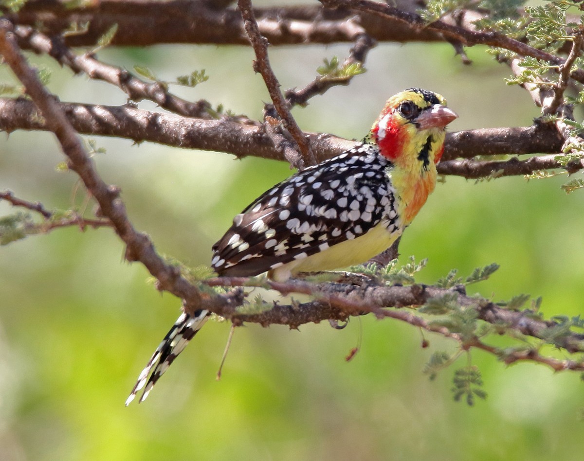 Red-and-yellow Barbet - ML613653637