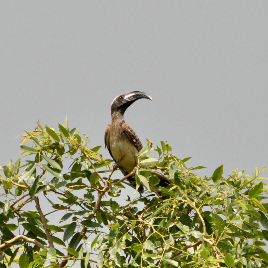 African Gray Hornbill - ML613653698