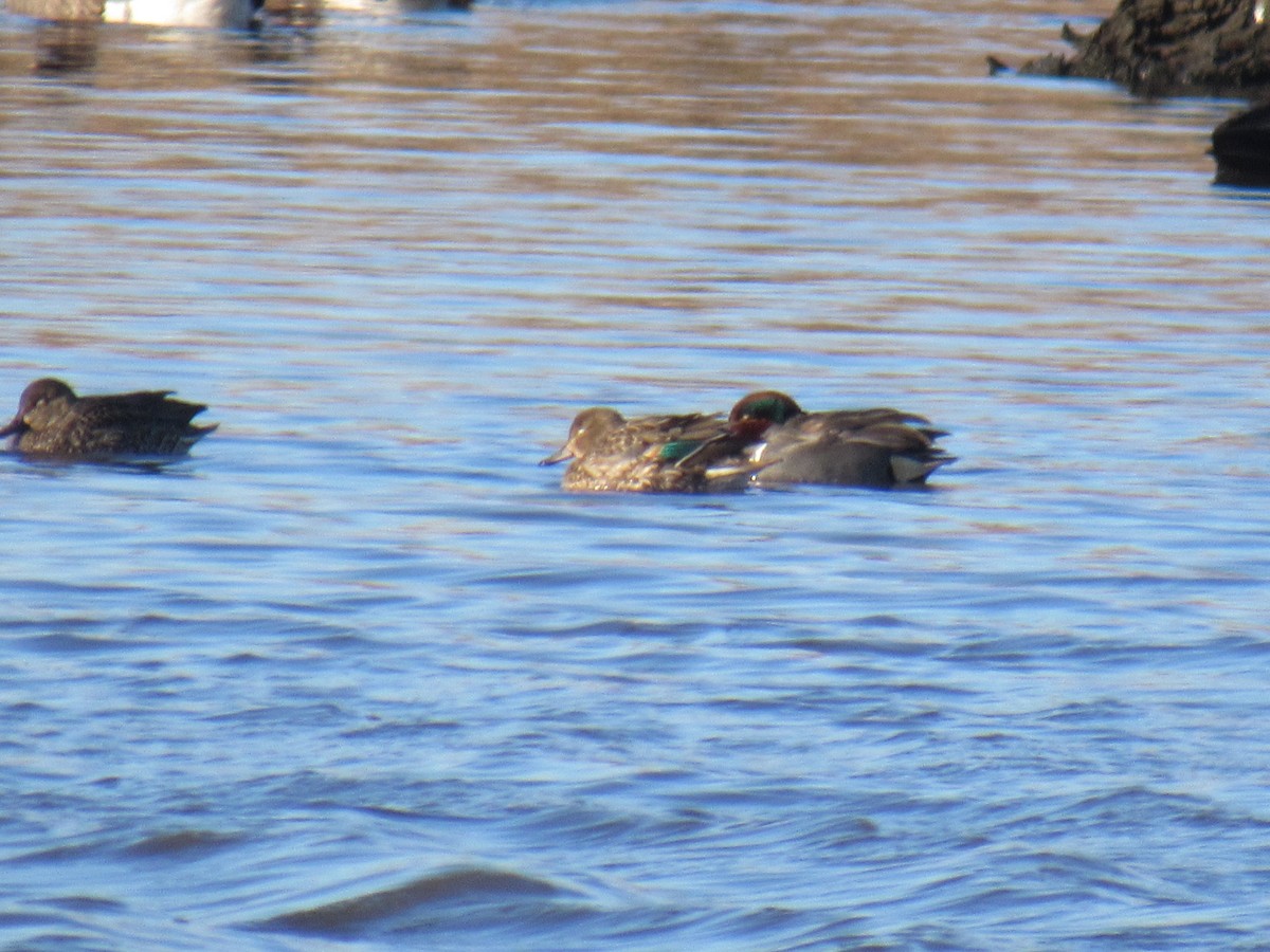 Green-winged Teal - ML613653759