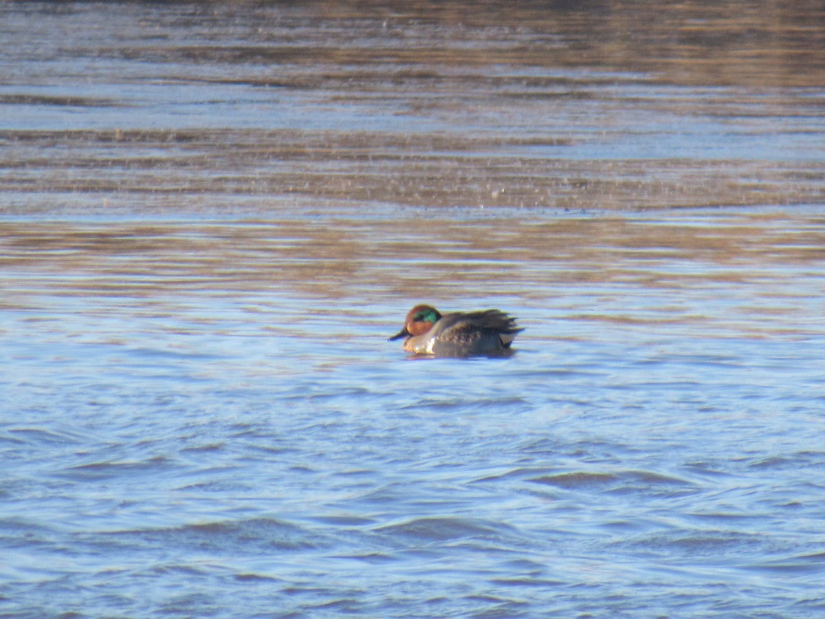 Green-winged Teal - ML613653760