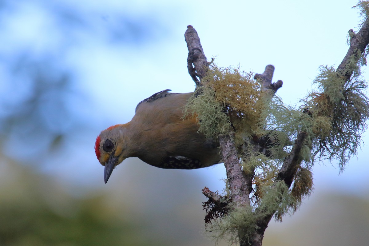 Red-crowned Woodpecker - Juan Carlos Albero