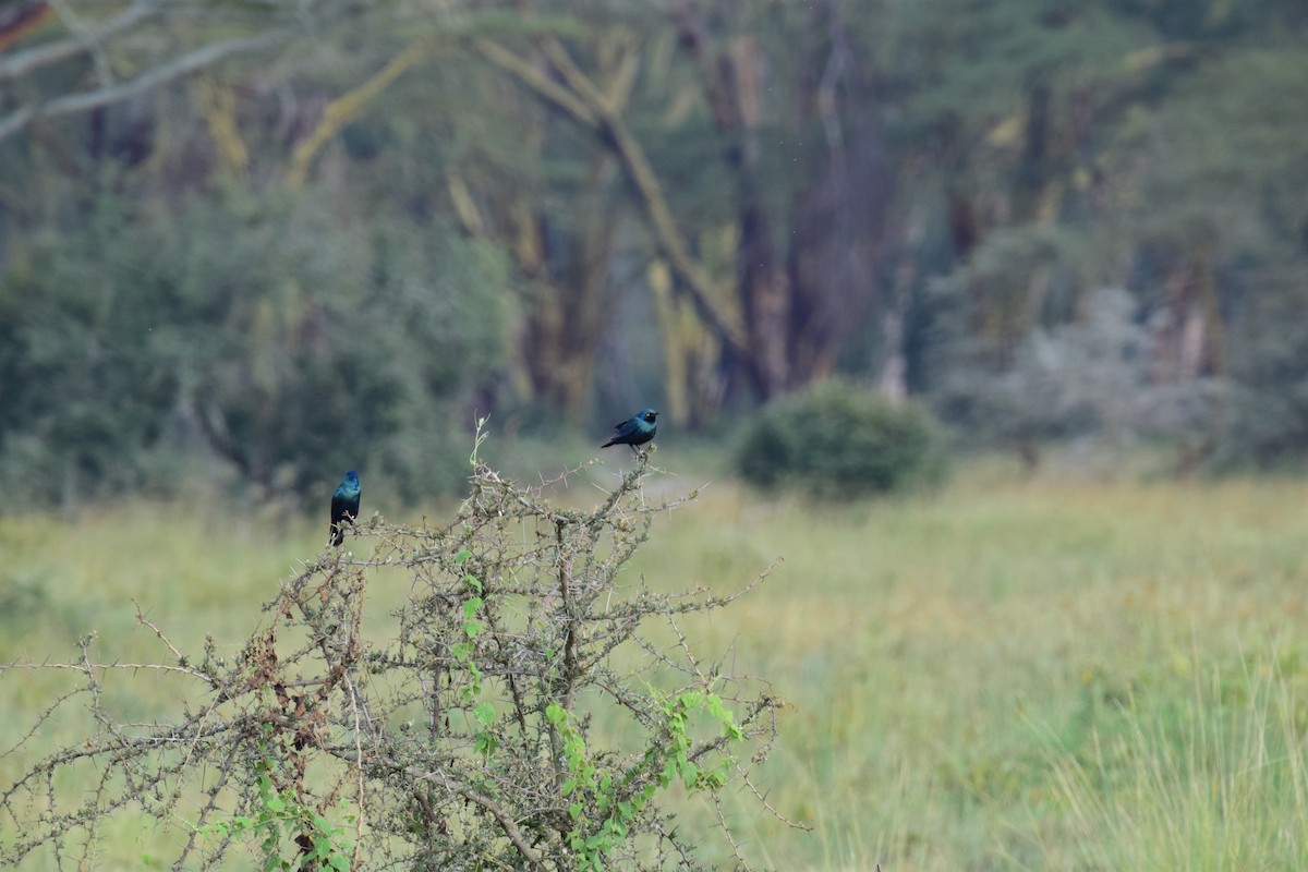 Greater Blue-eared Starling - ML613653817