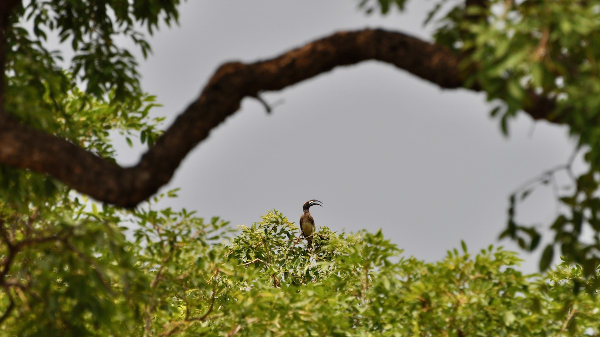 African Gray Hornbill - ML613653977
