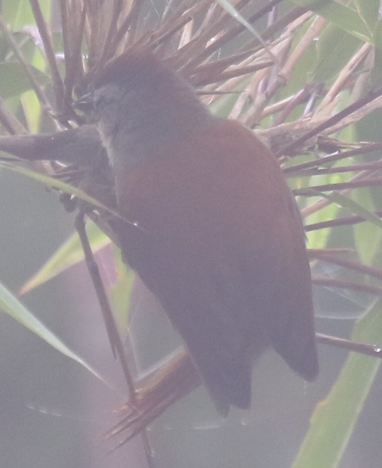 Marcapata Spinetail - ML613654048