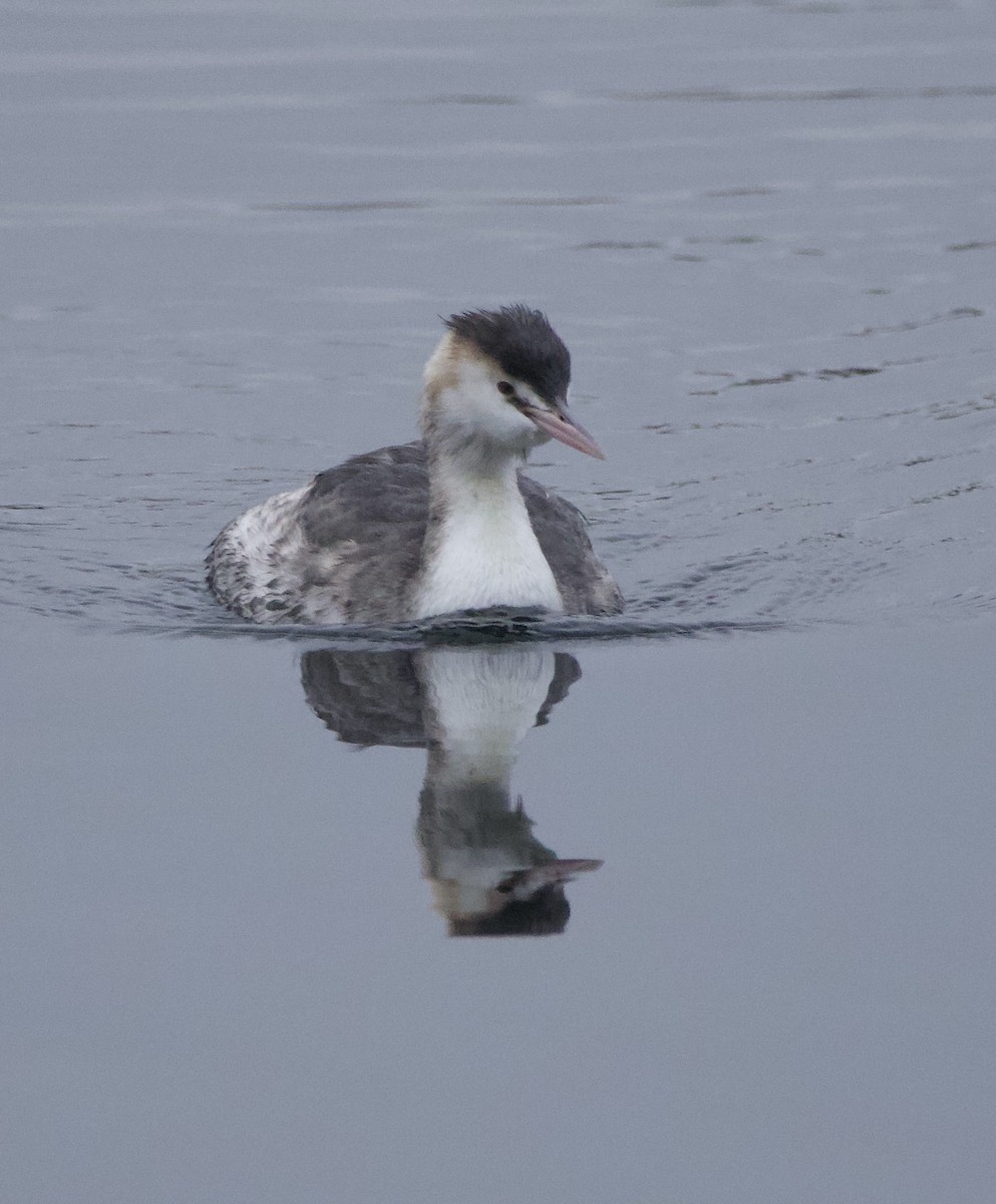 Great Crested Grebe - ML613654639
