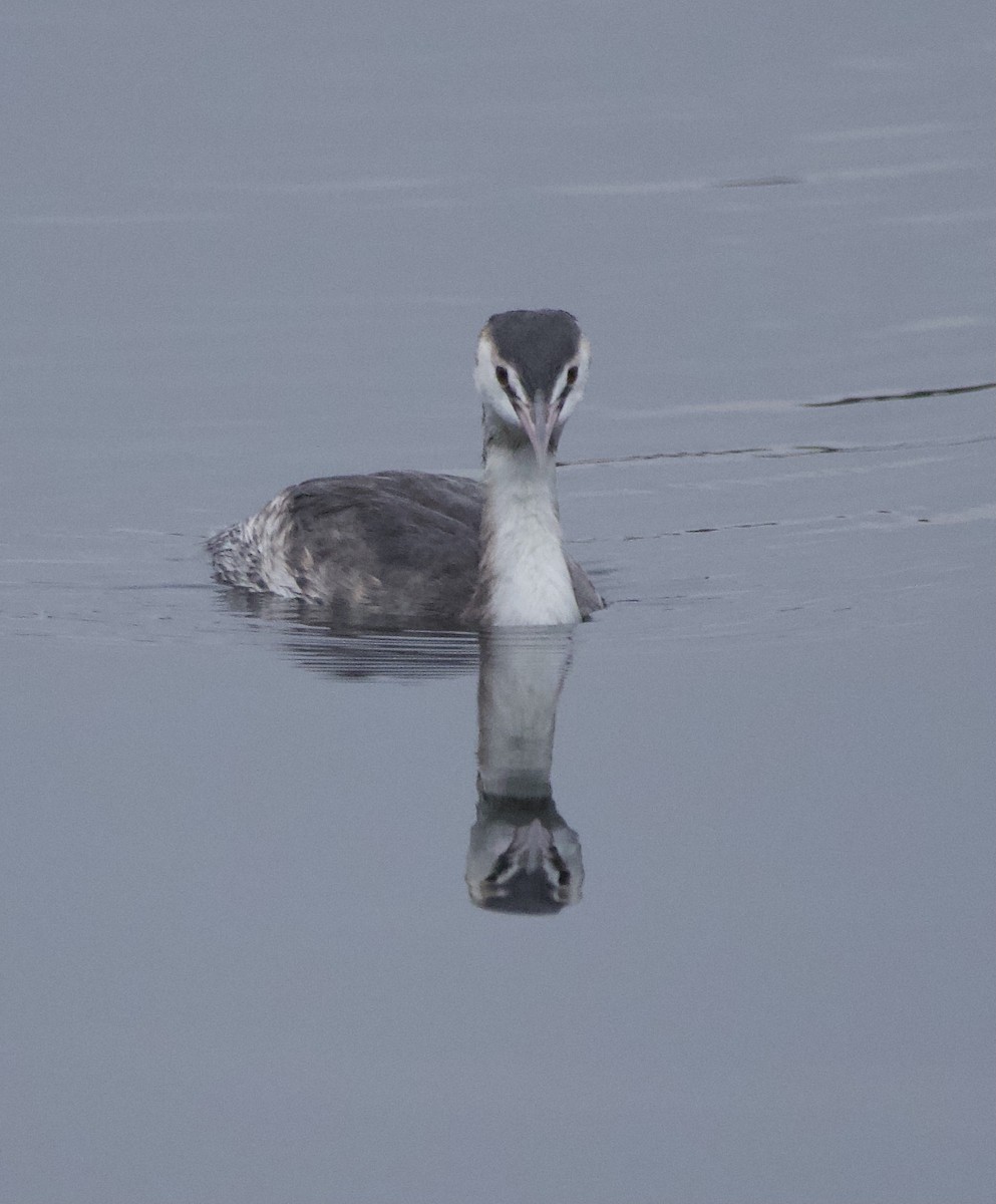 Great Crested Grebe - ML613654640