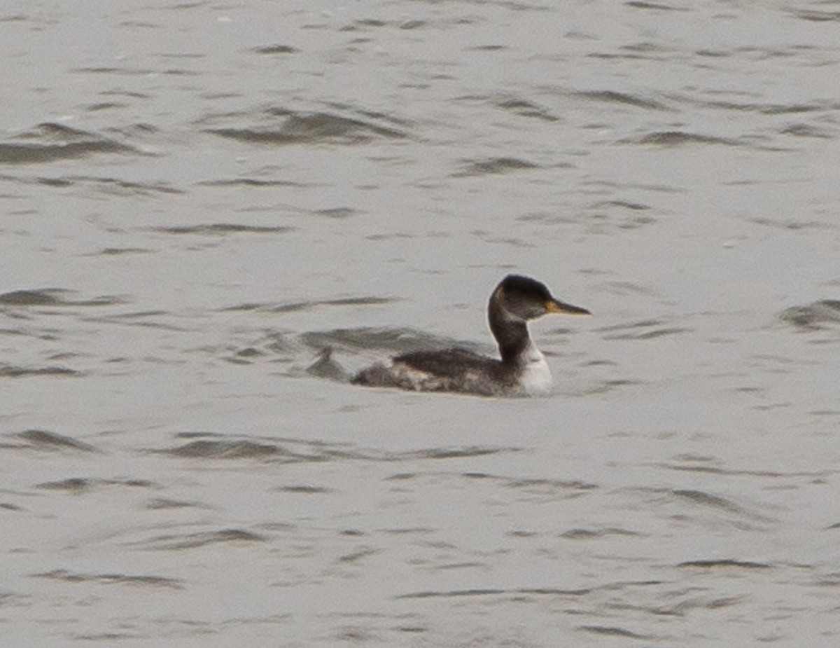 Red-necked Grebe - ML613654794