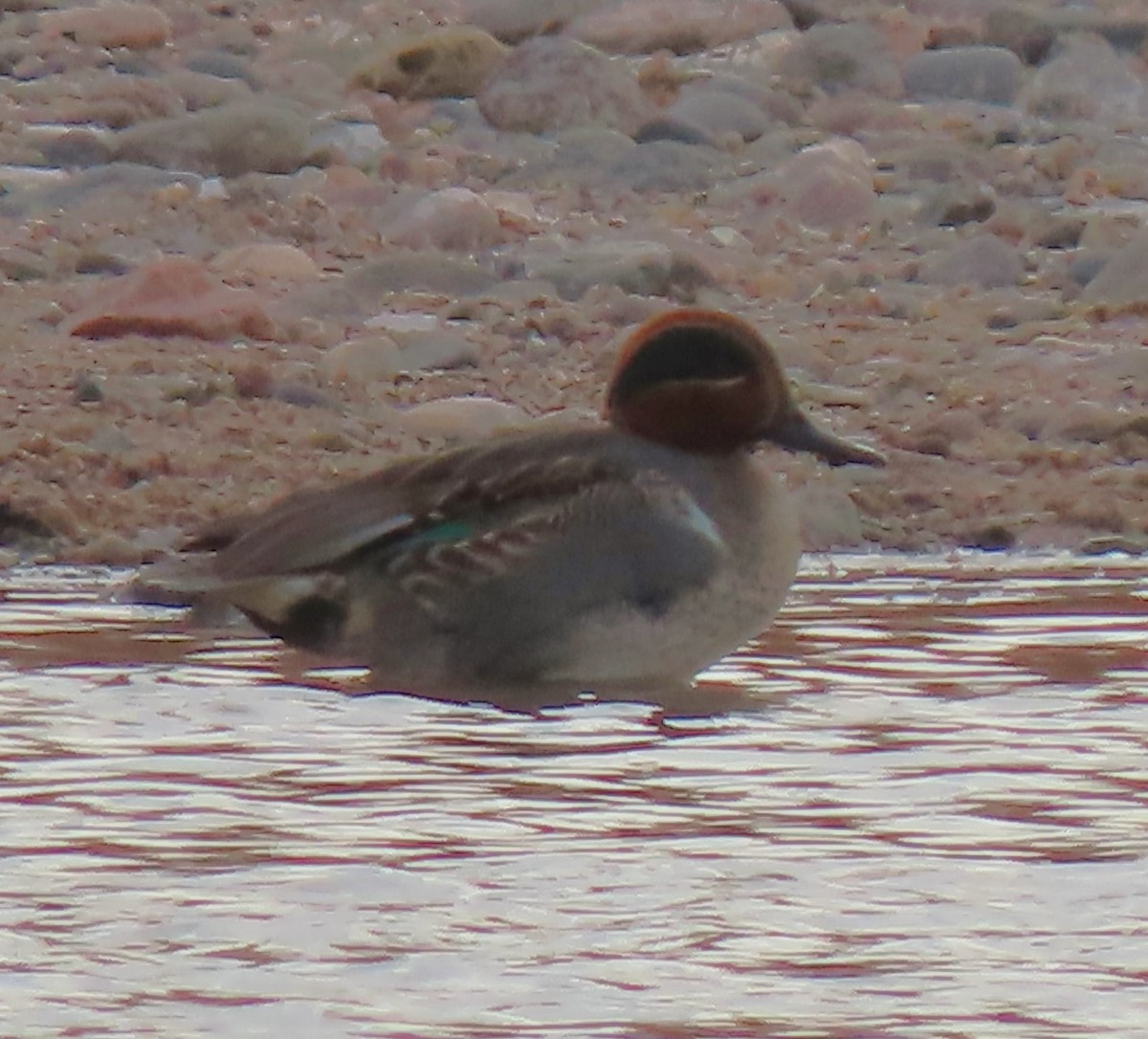 Green-winged Teal - ML613654912
