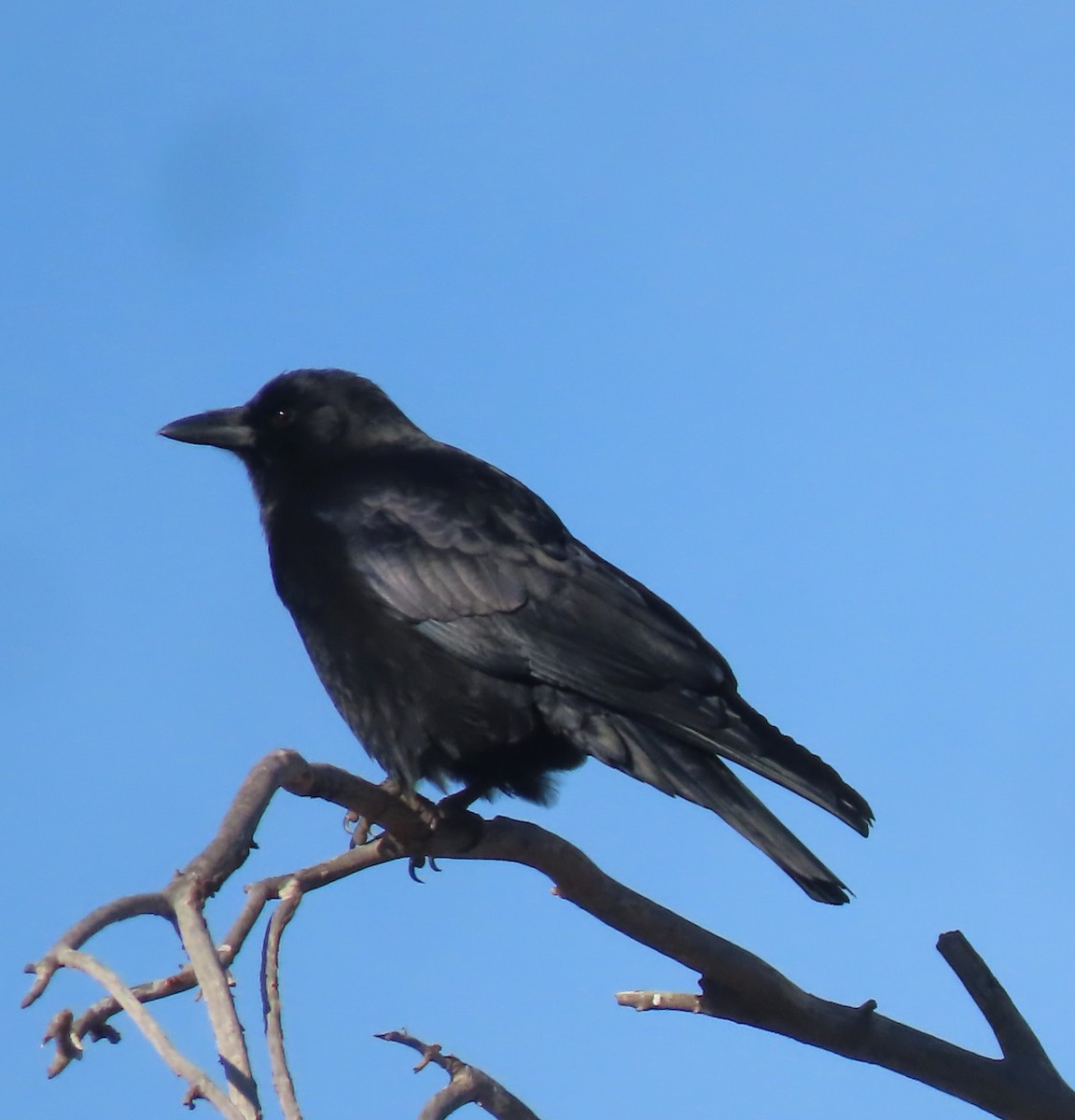 American Crow - ML613655007