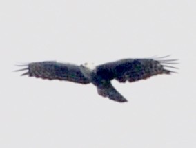 Ayres's Hawk-Eagle - ML613655103
