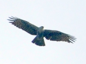 Ayres's Hawk-Eagle - ML613655104