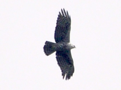 Ayres's Hawk-Eagle - ML613655105