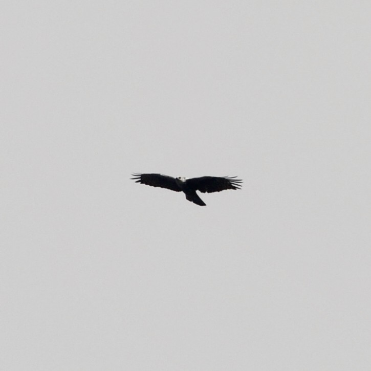 Ayres's Hawk-Eagle - ML613655106