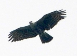Ayres's Hawk-Eagle - ML613655107