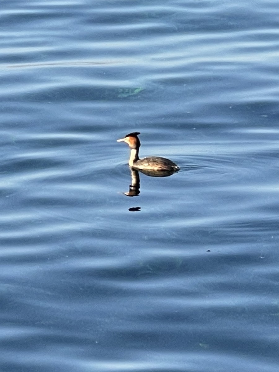 Great Crested Grebe - ML613655434