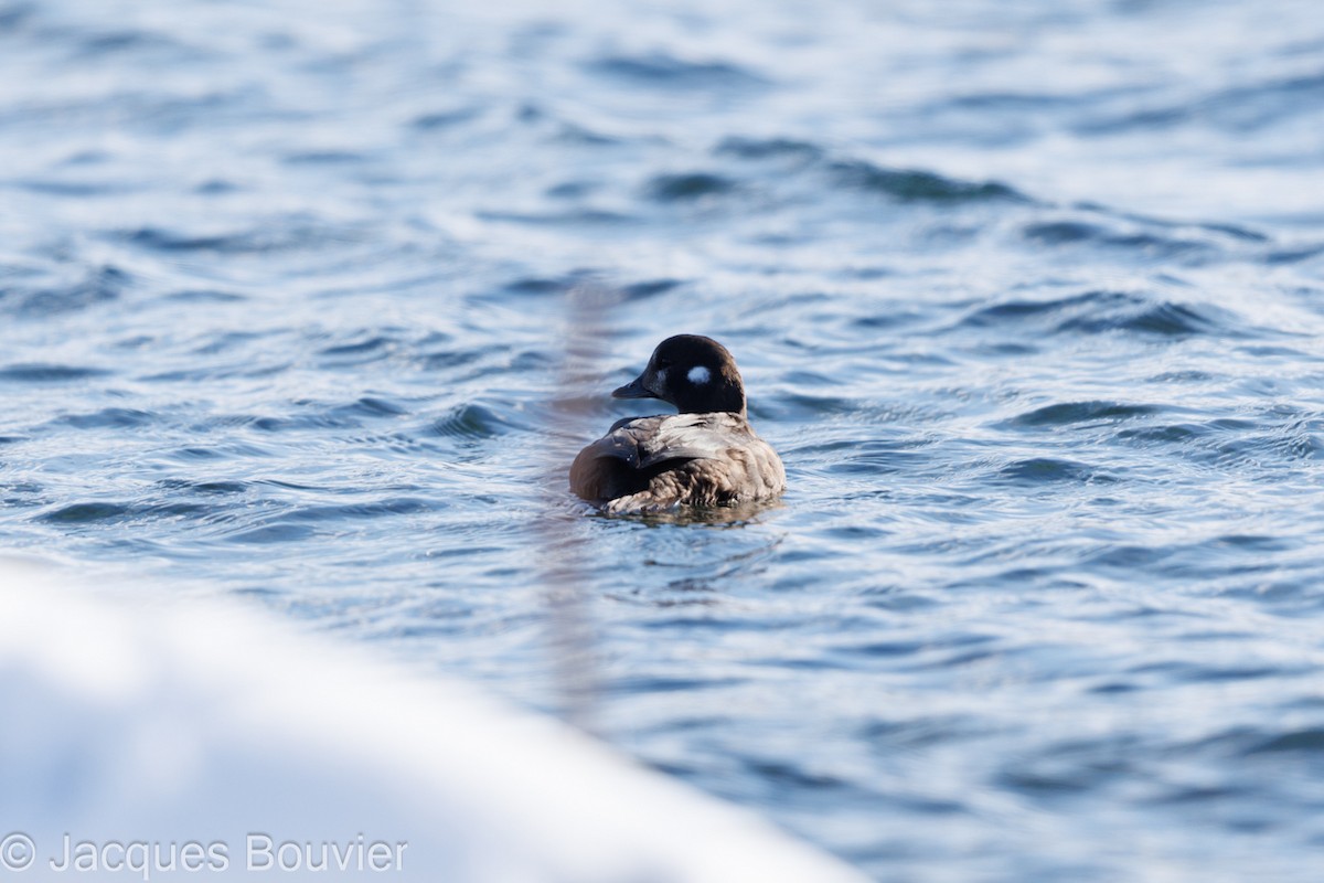 Harlequin Duck - Jacques Bouvier