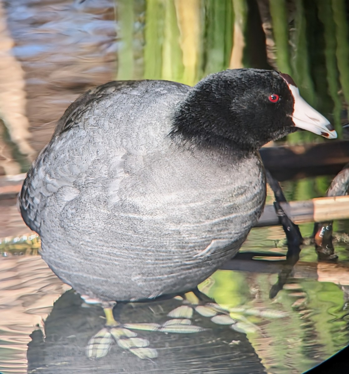 American Coot (Red-shielded) - ML613656014