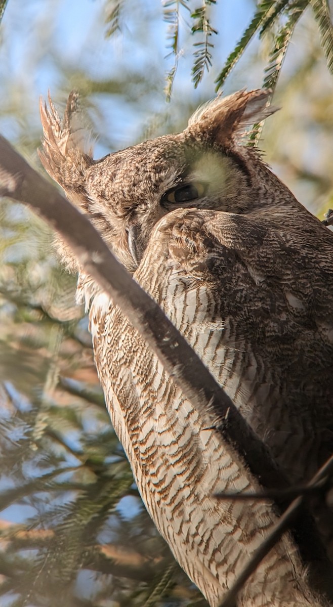 Great Horned Owl - ML613656020