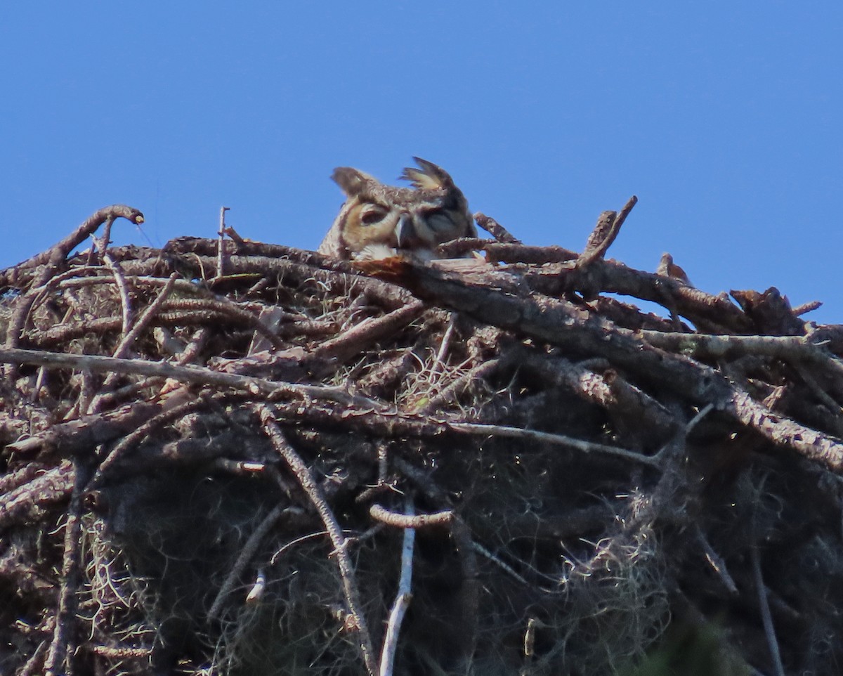 EBird Checklist 17 Jan 2024 Cypress Creek South Natural Area 7   1200