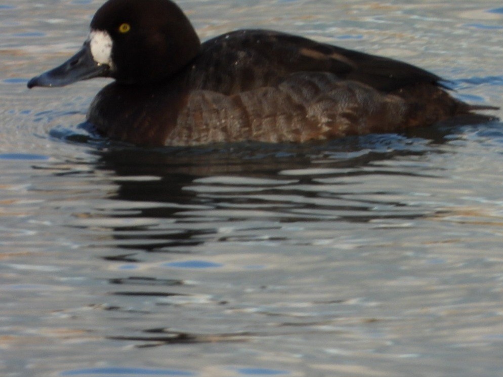 Greater Scaup - ML613656084