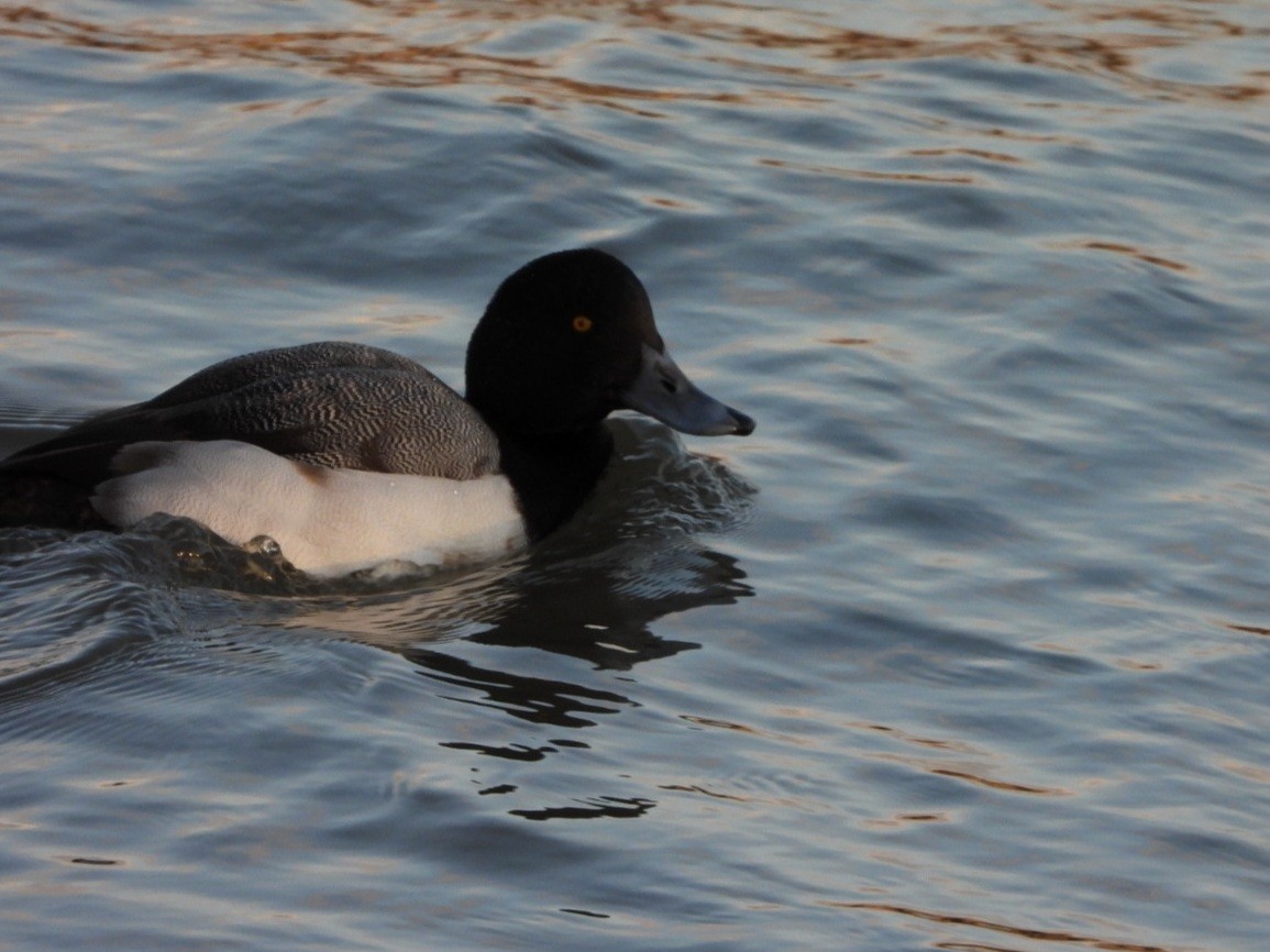 Greater Scaup - ML613656085