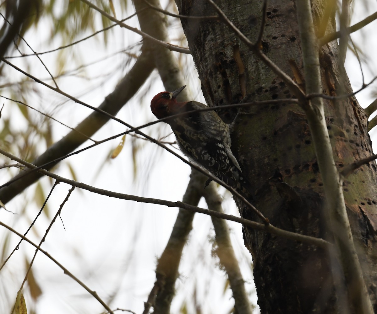 Red-breasted Sapsucker - ML613656706