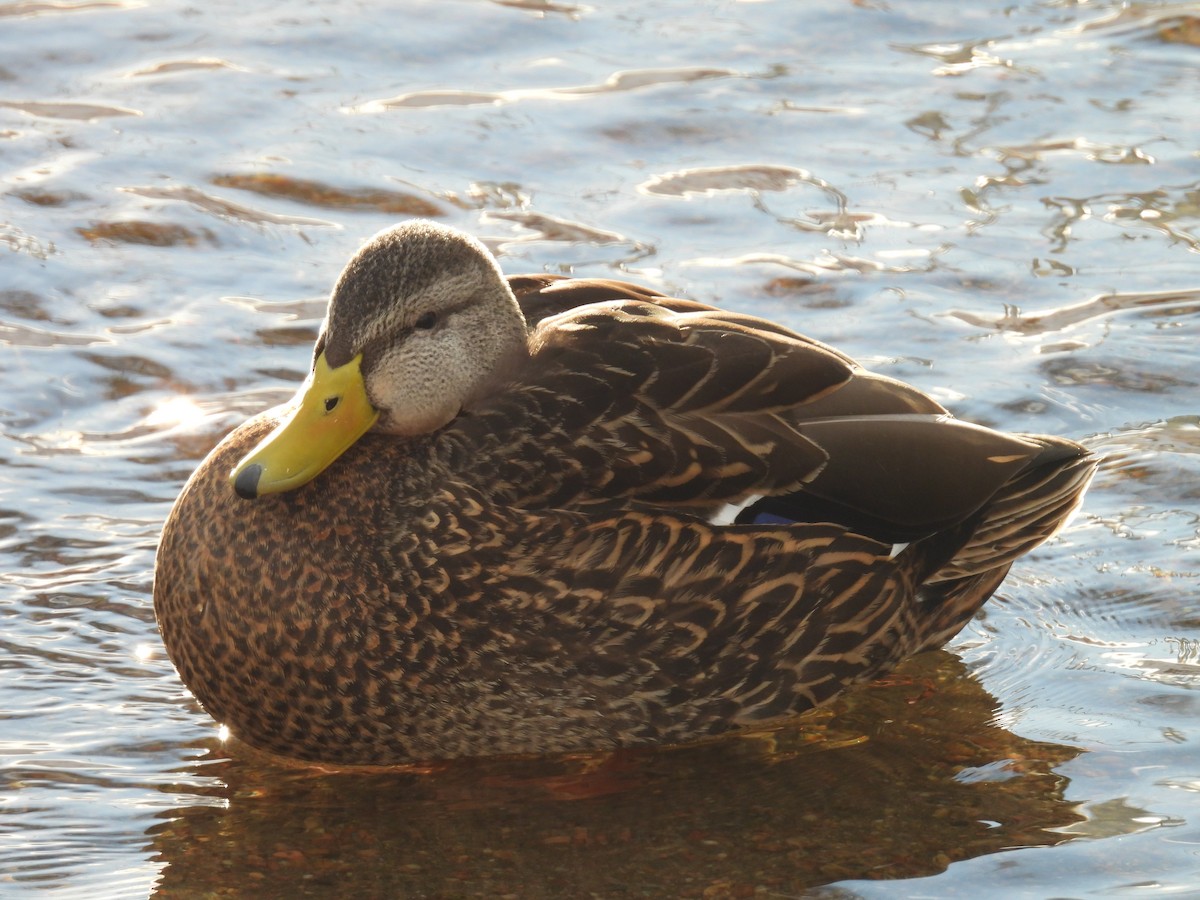 Mexican Duck - ML613656895