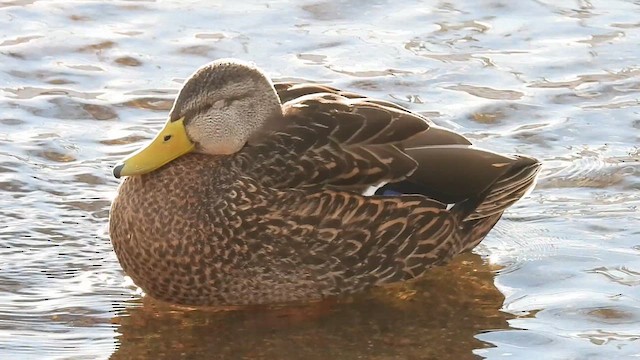 Mexican Duck - ML613656899