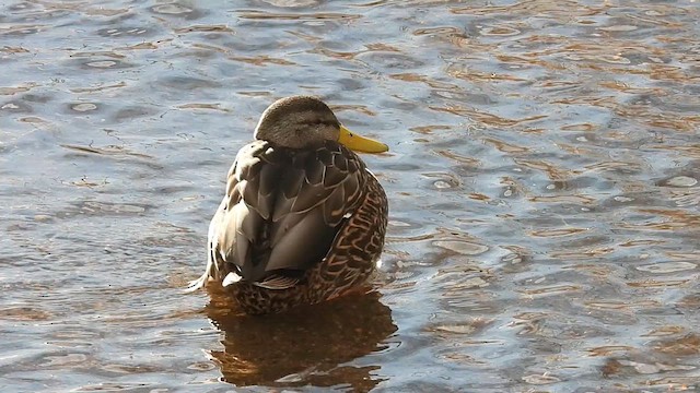 Mexican Duck - ML613656903