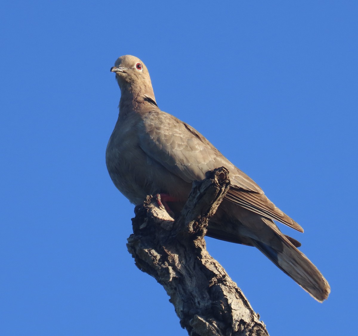 Eurasian Collared-Dove - ML613656986