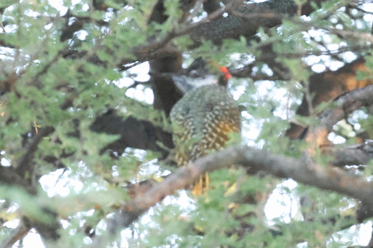 Golden-tailed Woodpecker (Golden-tailed) - ML613657053
