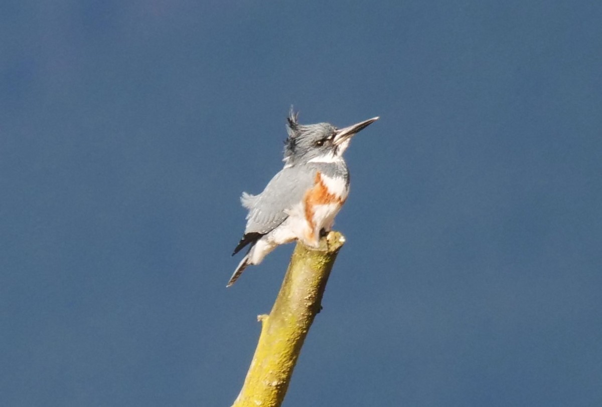 Belted Kingfisher - ML613657226