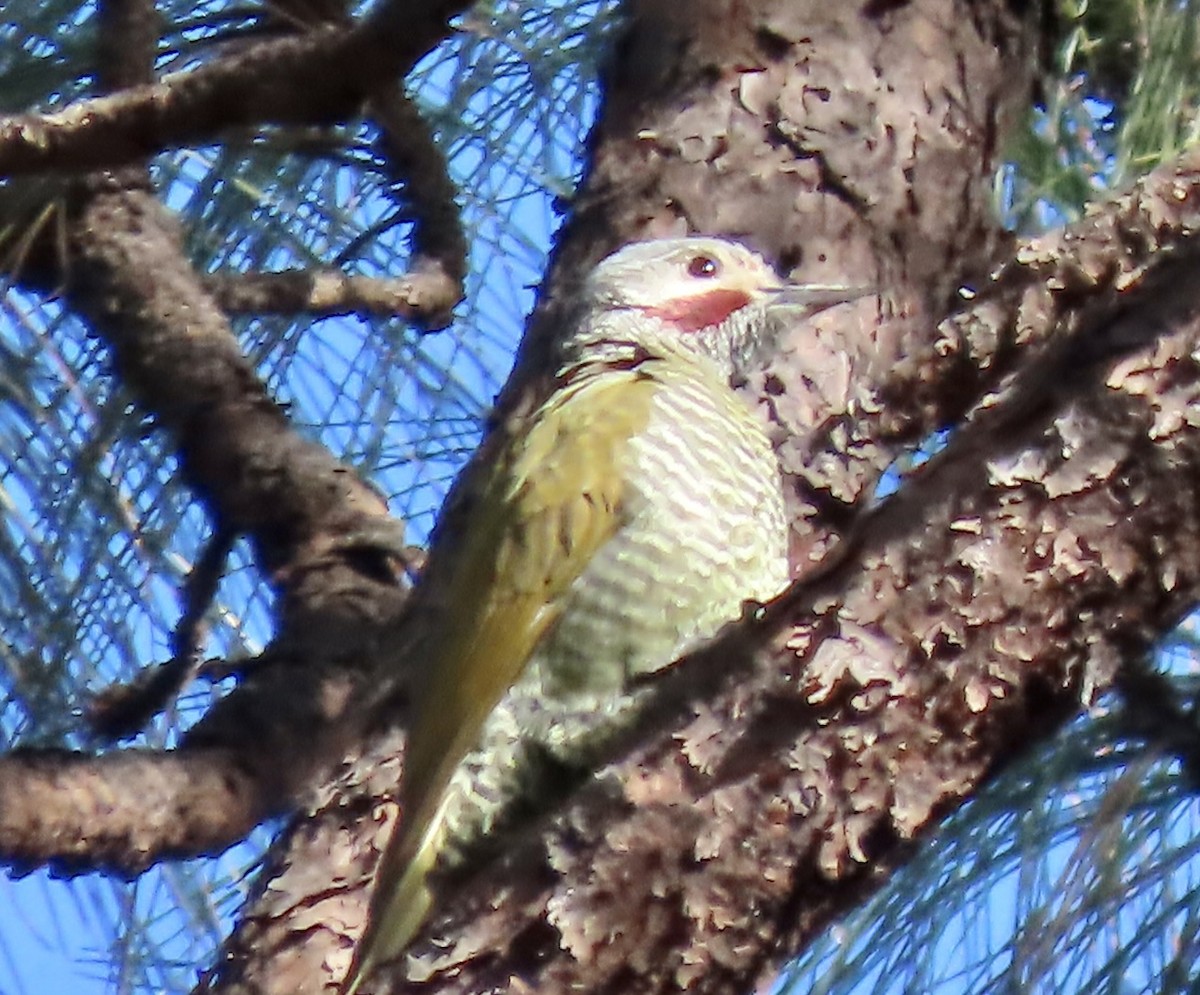 Gray-crowned Woodpecker - ML613657465