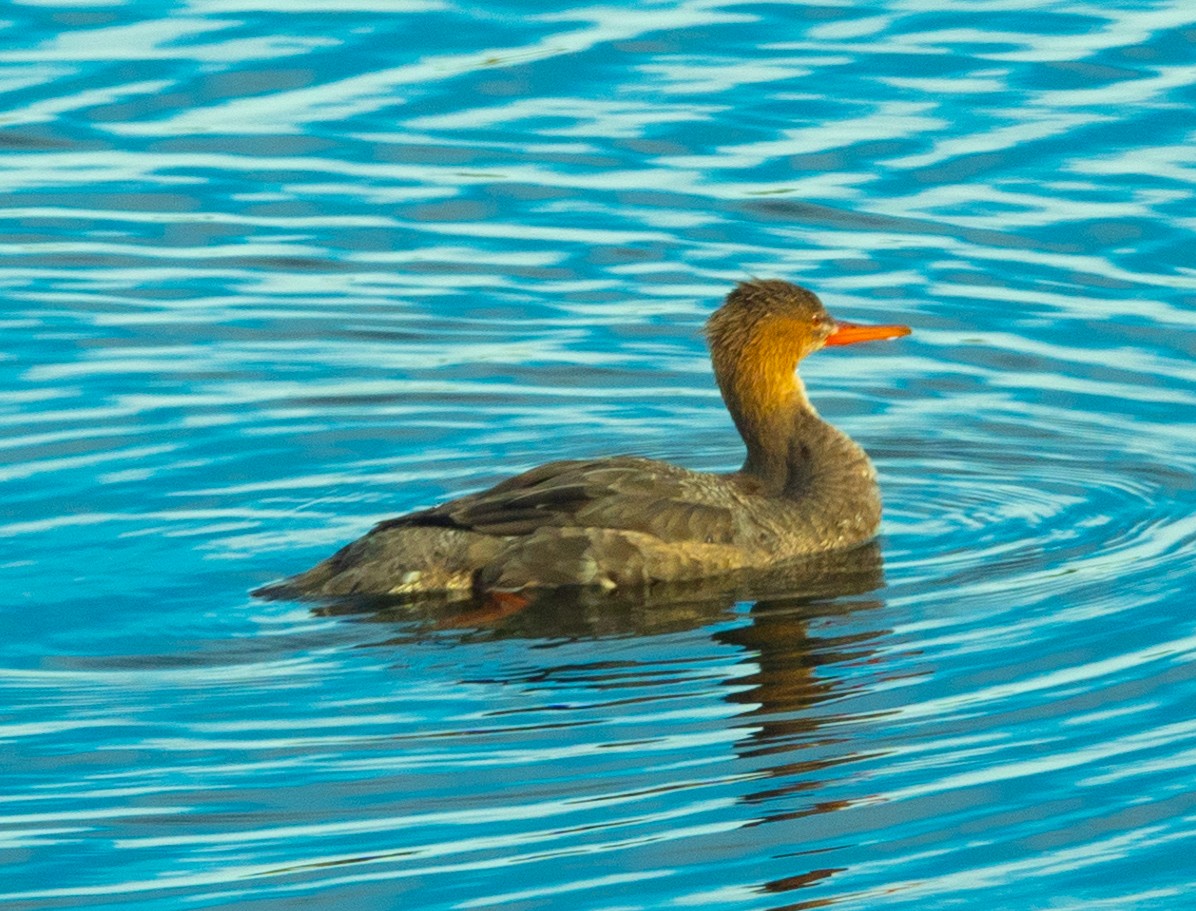 Ebird Checklist Jan St Marks Nwr Headquarters Pond